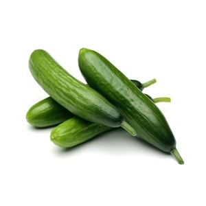 .SALATALIK KG.