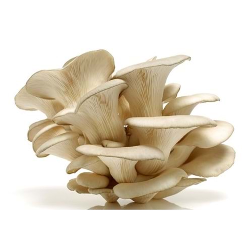 .MANTAR İSTİRİDYE KG.