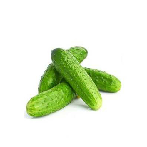 .SALATALIK ( TURŞULUK ) KG.
