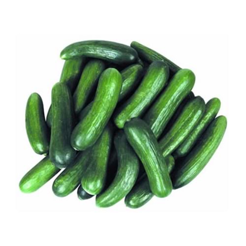 .SALATALIK SİLOR KG.