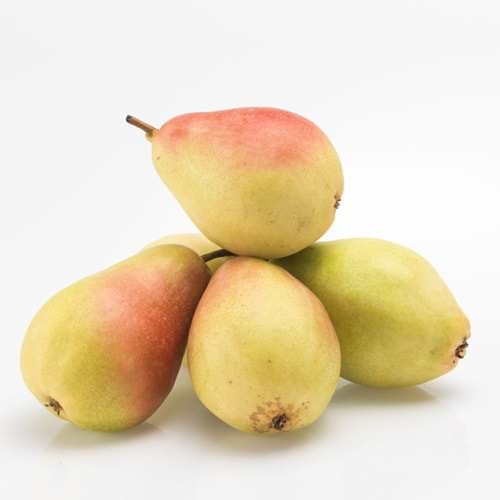 .ARMUT MARGARİT KG.