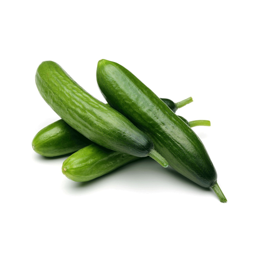 .SALATALIK KG.